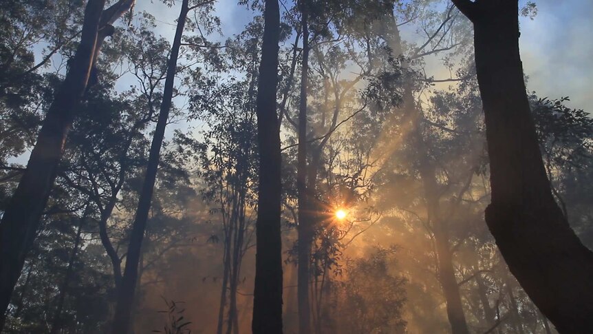 Sun and trees through smoke from cultural burn