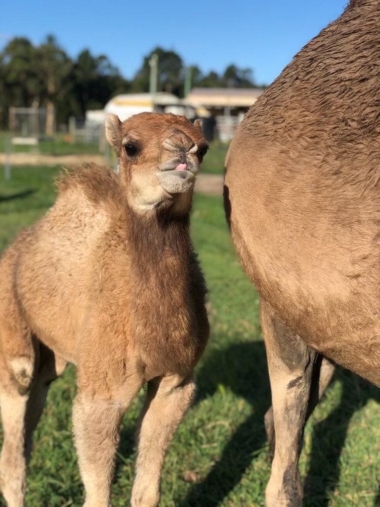 A camel calf standing beside its mother sticking out its tongue.