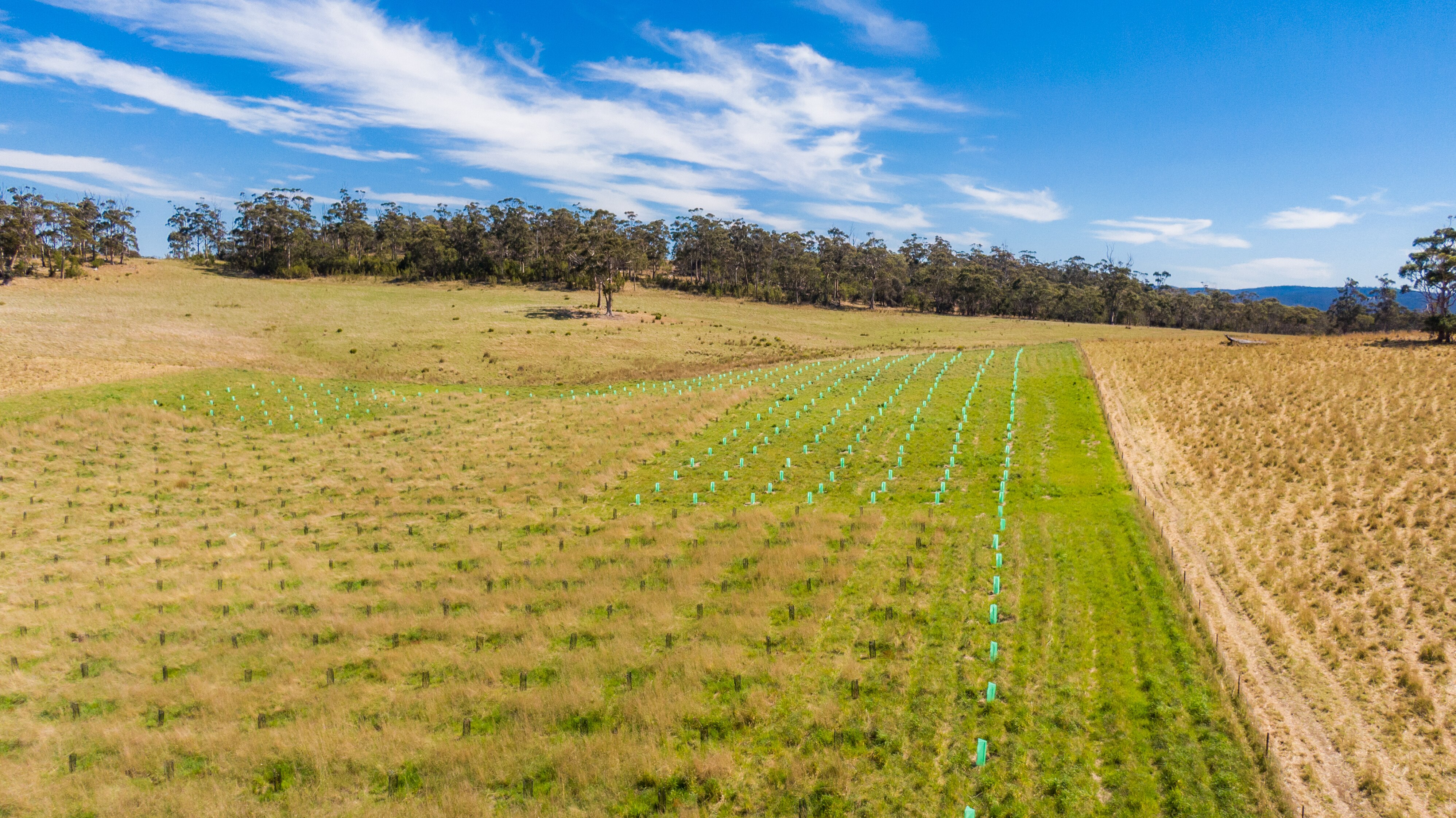 Aerial photo of a plantation of trees.