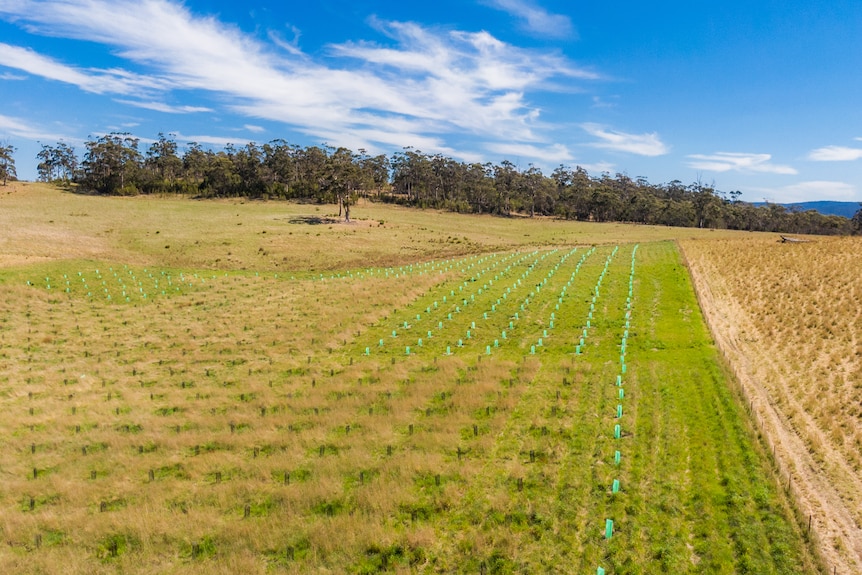 Aerial photo of a plantation of trees.