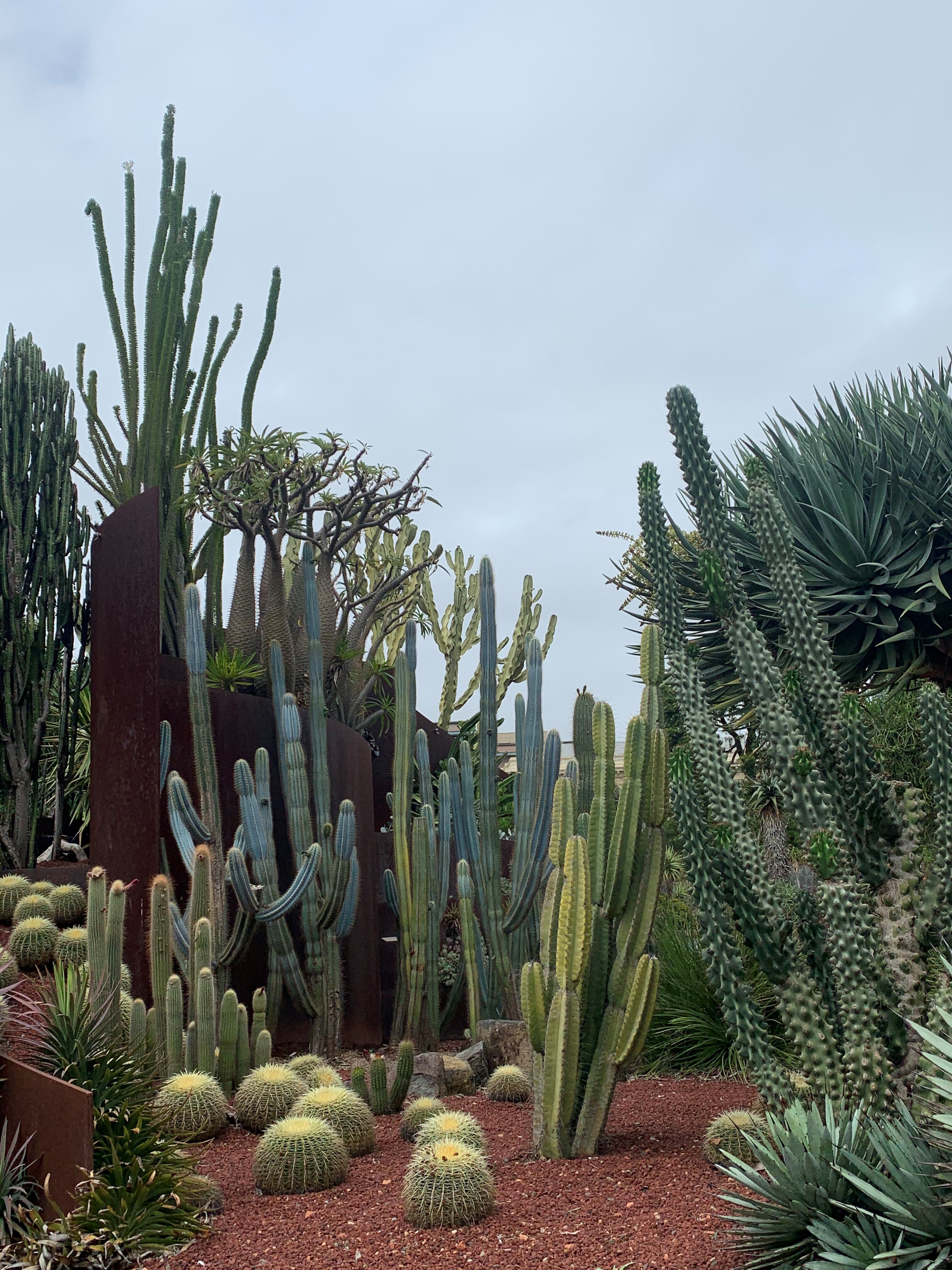 Cacti were once considered a pest. Now they're the most illegally
