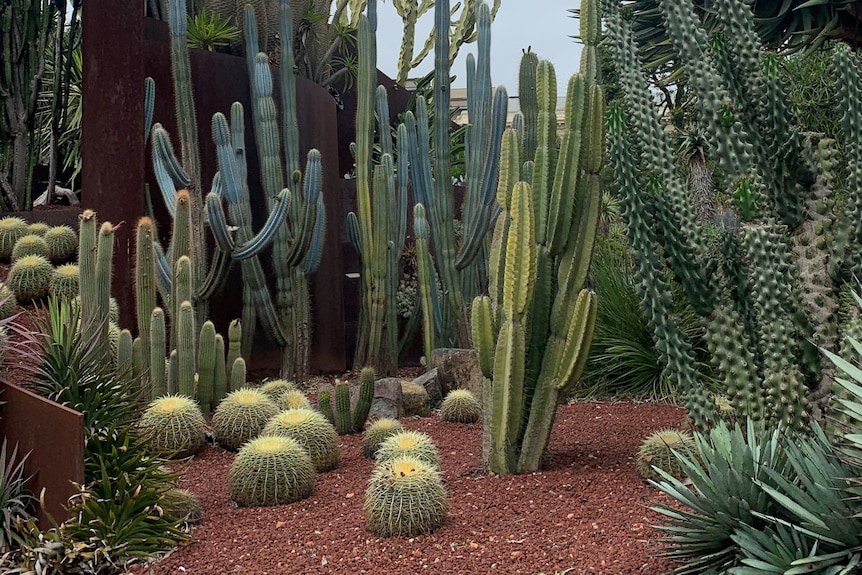 Cacti garden in the botanical gardens