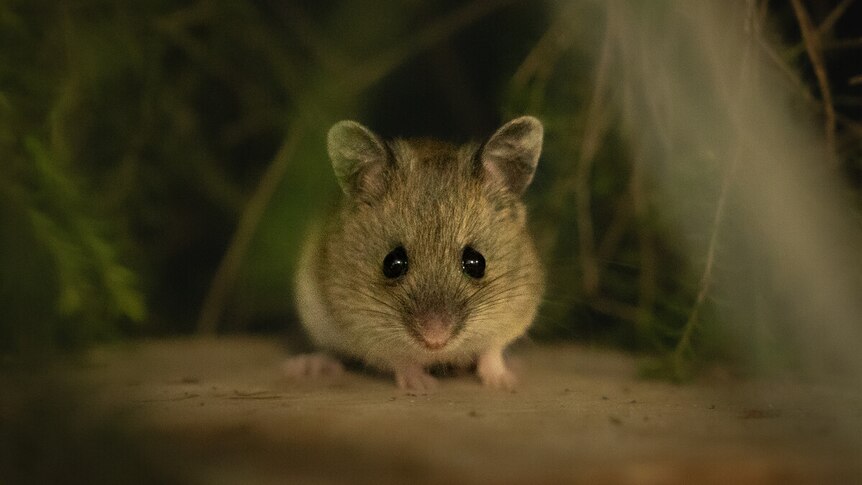 A small Pookila Mouse is sitting amongst shrubbery 