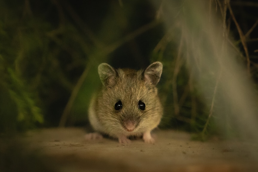A small Pookila Mouse is sitting amongst shrubbery 