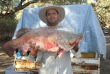 Man with hat on holding a large Murray Cod