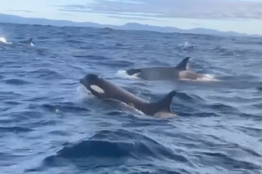Two killer whales breaching in the ocean.