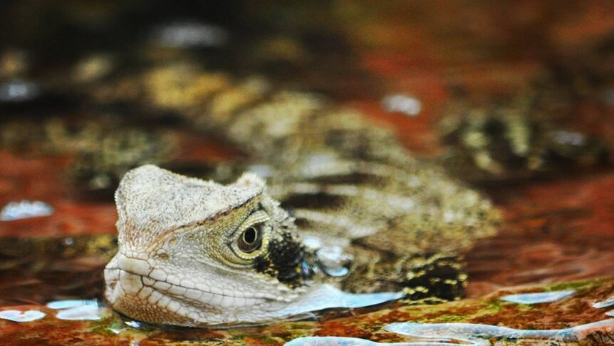 Close up of water dragon in the creek