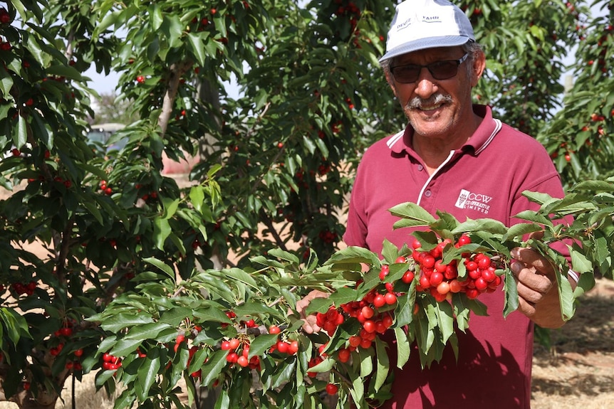 Cherry grower Leon Cotsaris standing in his cherry orchard holding a tree branch of cherries
