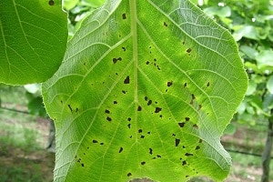 Dark spotting on the leaf of a kiwi fruit plant