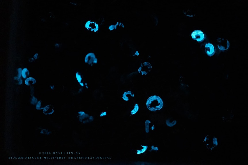 A number of blue glowing millipedes on a black backdrop.