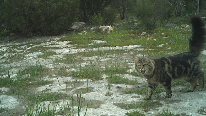A pet cat in a national park. 
