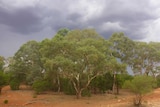 Eucalypt tree native vegetation protected for carbon farming in western New South Wales under a gathering storm cloud