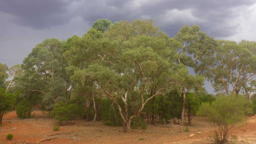 Eucalypt tree native vegetation protected for carbon farming in western New South Wales under a gathering storm cloud
