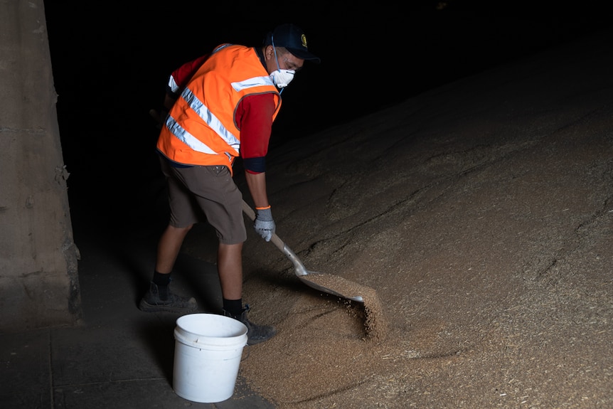 A man in a high-vis vest shovels grain from a large pile into a bucket.