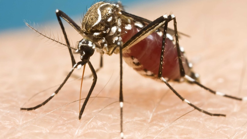 A mosquito sucks blood from someone's forearm