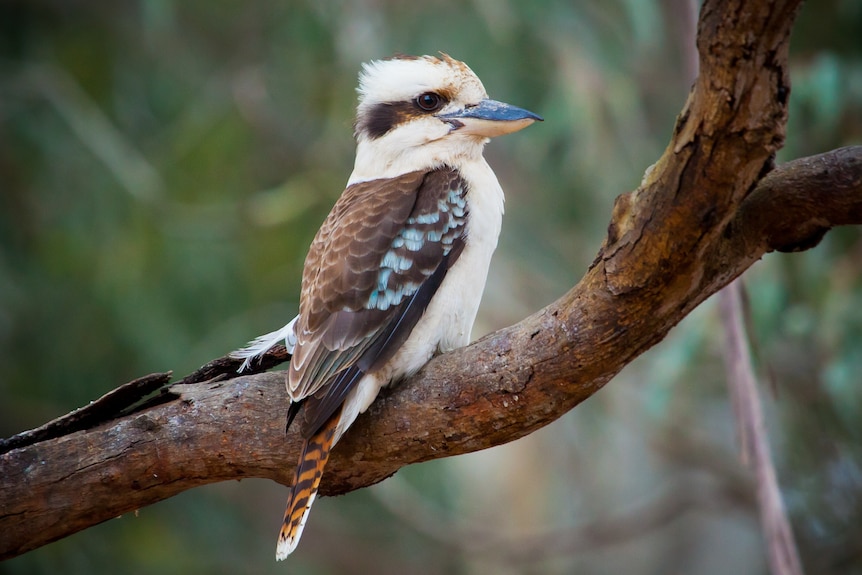 A bird with grey brown feathers and a long beak is sitting on a branch