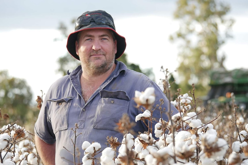 Farmer Mark Cowley stands in a cotton field on his farm at Toogoolawah in the Brisbane Valley.