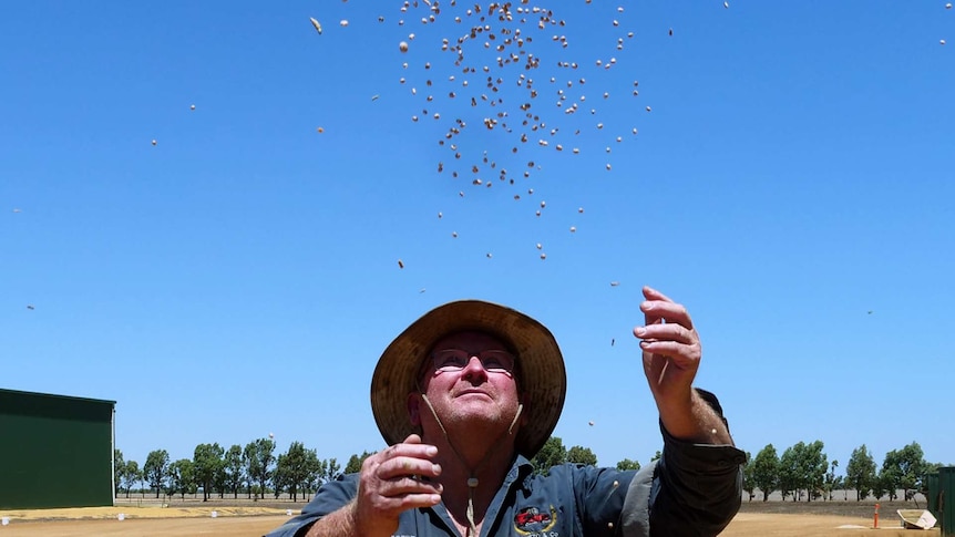 WA farmer throws lupins in the air in joy.