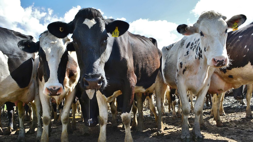 Black and white cows in a yards.