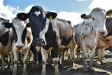 Milk prices have been slashed by several producers