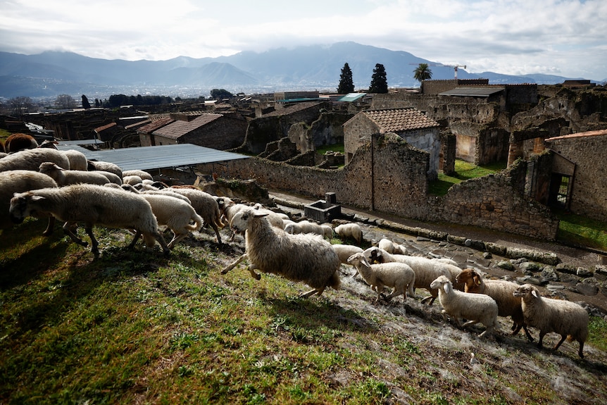 A flock of sheep run over a hillside with the ruins of Pompeii in the background.