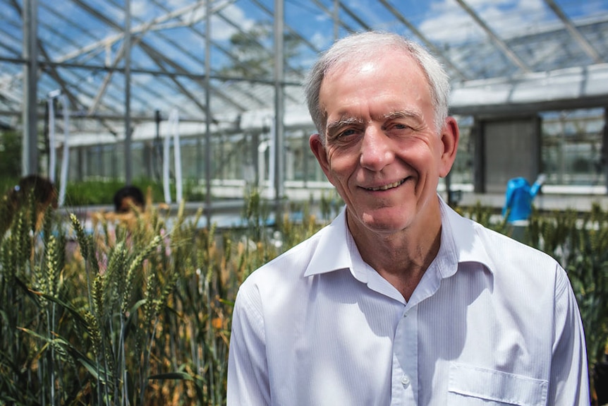 A man stands in a glass house with wheat in the background