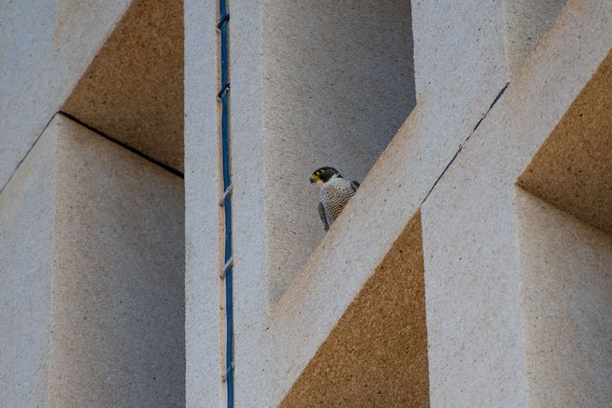 A small falcon bird sits on a rectangular alcove on a building