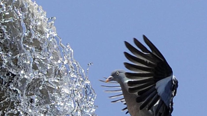 Pigeon takes a shower