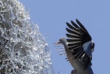 Pigeon takes a shower