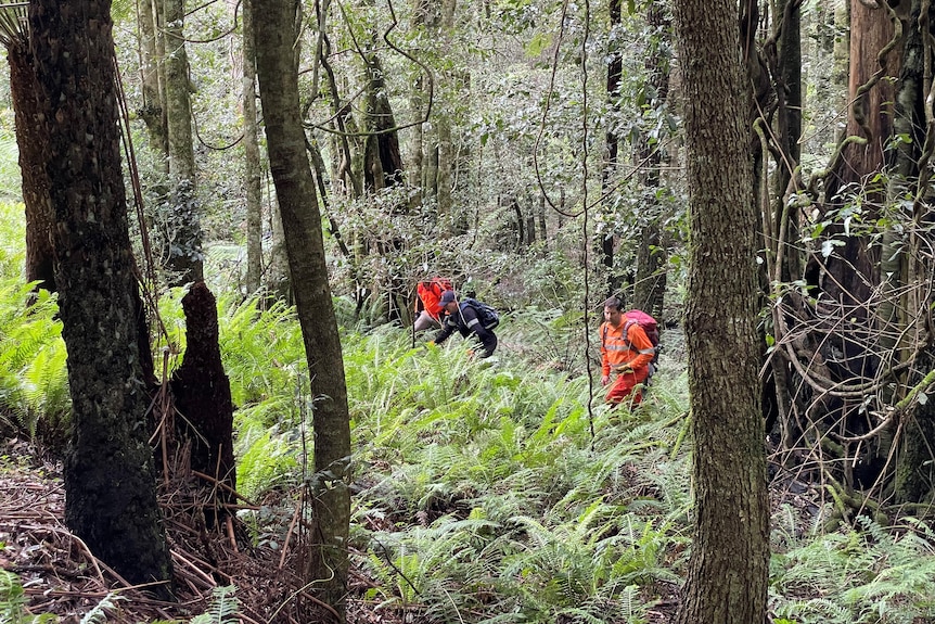 two men combing through the bush