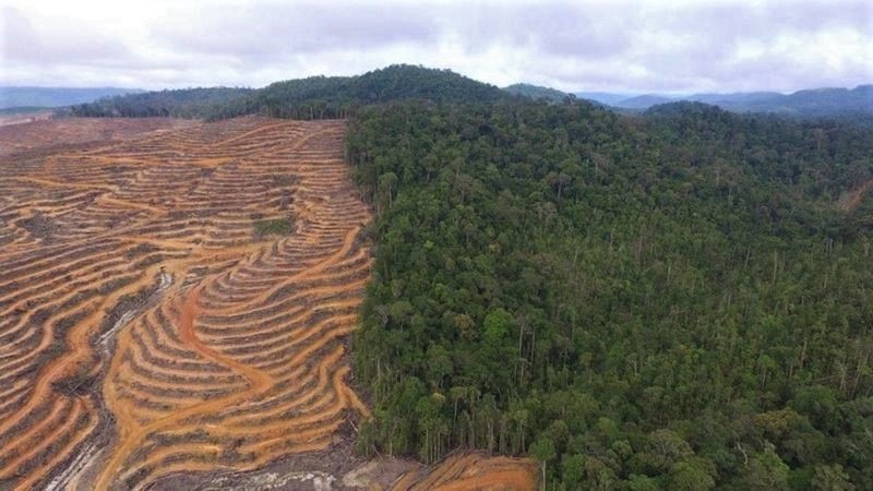 Hutan Kabupaten Lamandau