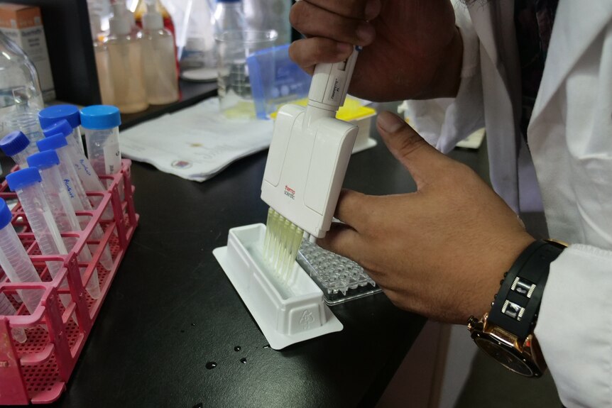 A scientists uses a pipette to transfer liquid into vials. 