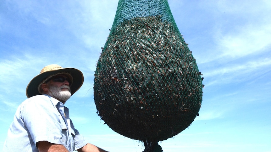 A full net full of live prawns is lifted out of a pond at Australian Prawn Farms in Ilbilbie.