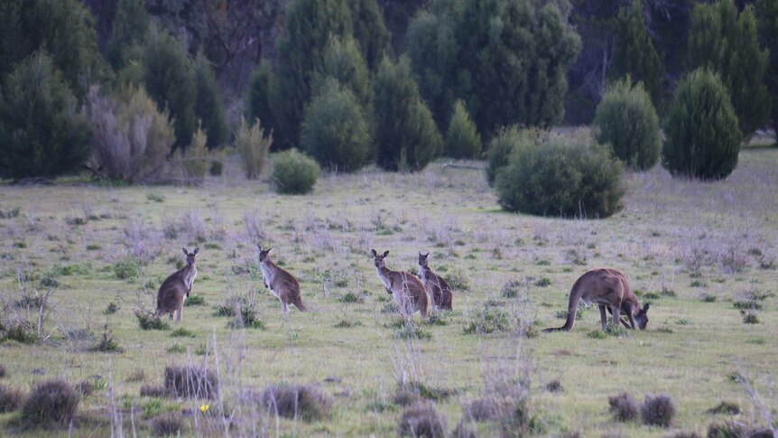 A small mob of western grey kangaroos in a conservation park.