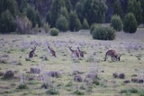 A small mob of western grey kangaroos in a conservation park.