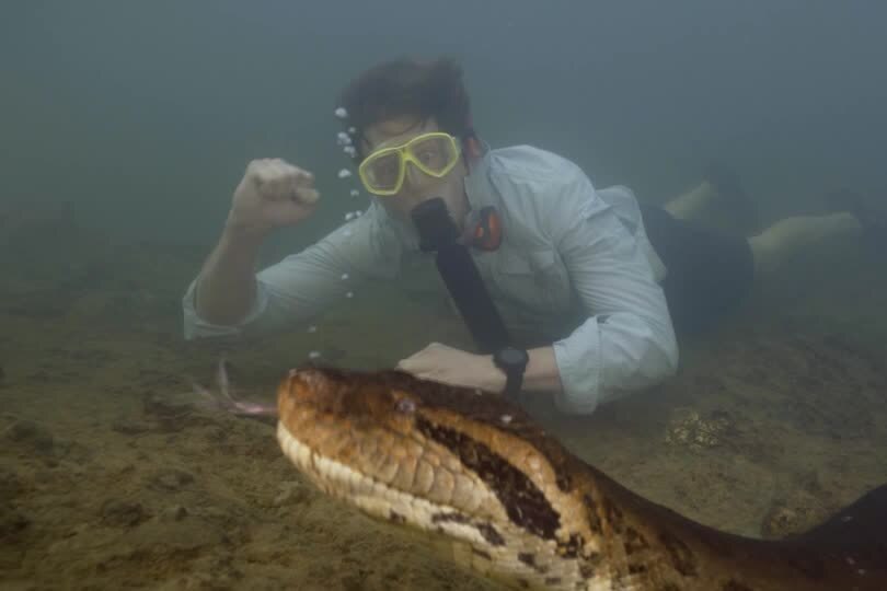 A man scuba diving next to a massive snake.