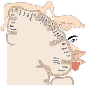 Illustration of Penfield's homunculus