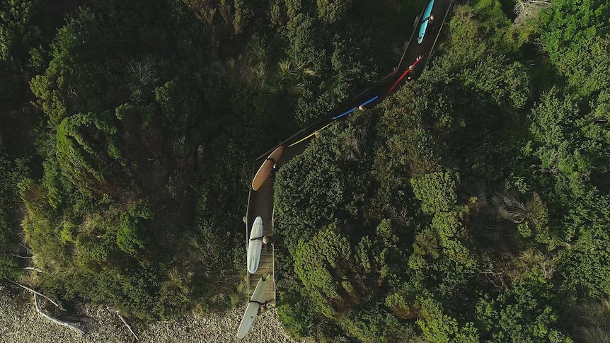 aerial view of women with long-boards filing along a tree-lined walkway to the beach