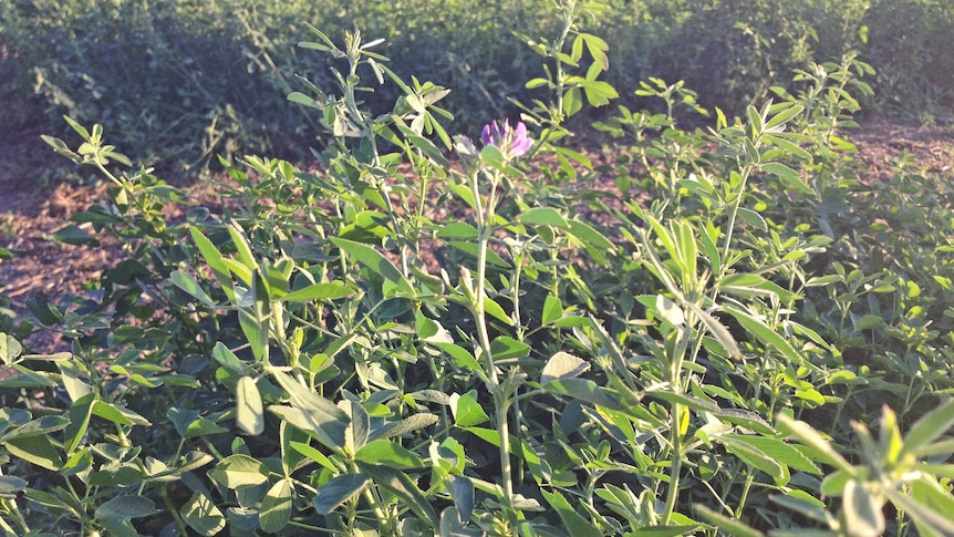 Flowering lucerne crop