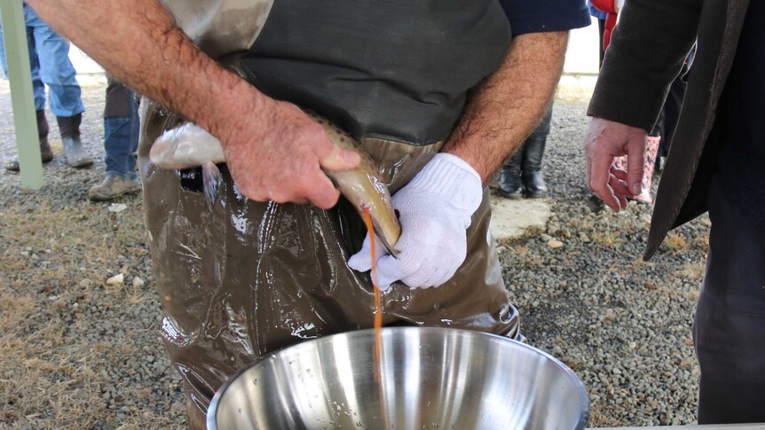 Removing eggs from spawning trout.