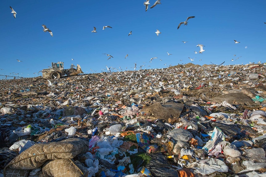 seagulls over garbage dump