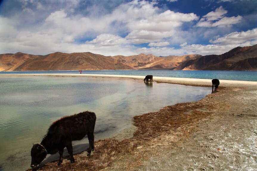 Cattle drink water at Pangong Lake.