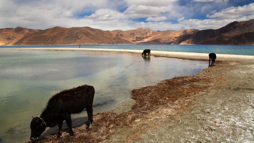 Cattle drink water at Pangong Lake.