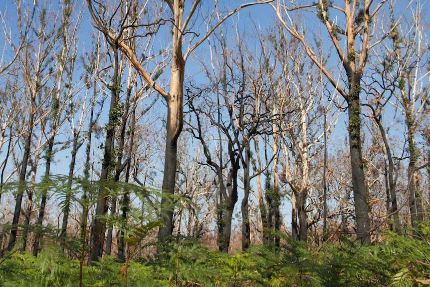 Bracken surrounding burnt trees