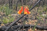 red and yellow bell-shaped flower