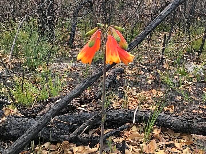 A Christmas Bell wildflower has flourished at bushfire ravaged Lake Cathie