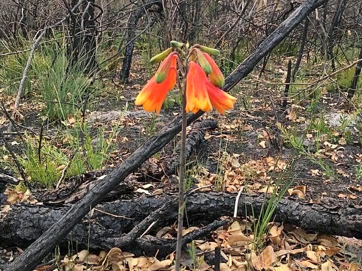 red and yellow bell-shaped flower