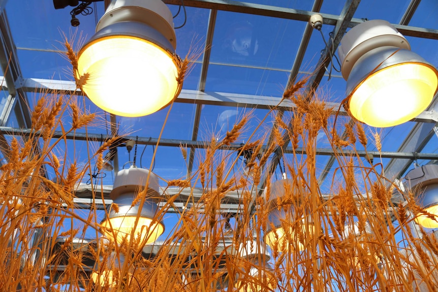 wheat growing under lights in a glass house.