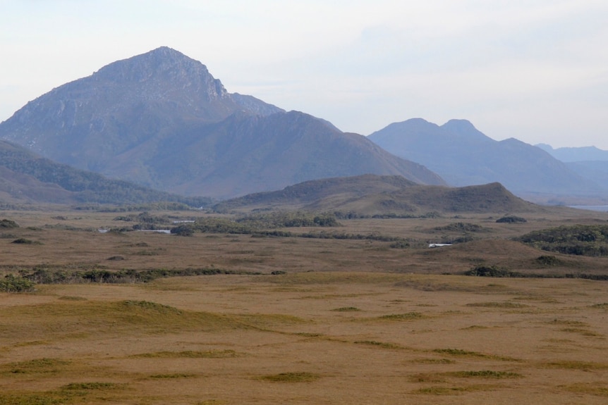 Melaleuca