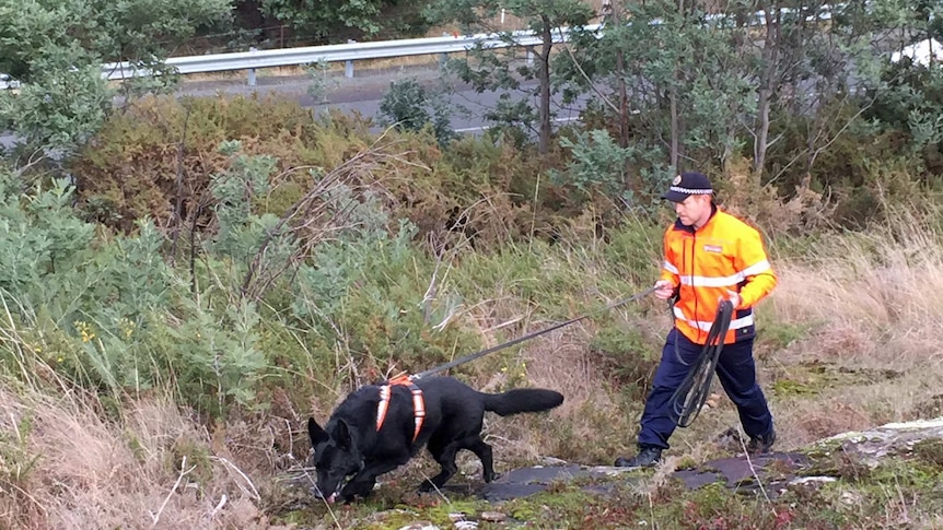 A sniffer dog joins the search